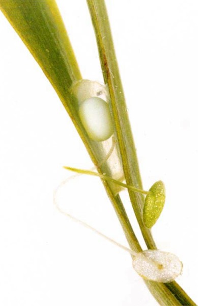 Kammolchei